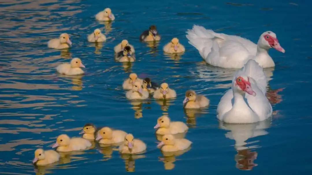 大连外国语大学2024年招生简章,大连外国语大学2021年研究生调剂