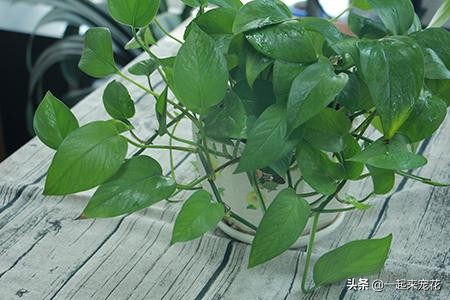 绿萝如何养护长得更快,绿萝多长时间能长到1米长