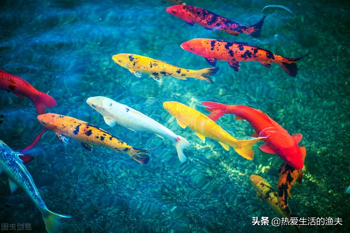 锦鲤的尾鳍上有血丝怎么回事,锦鲤尾巴血丝鱼鳍发白