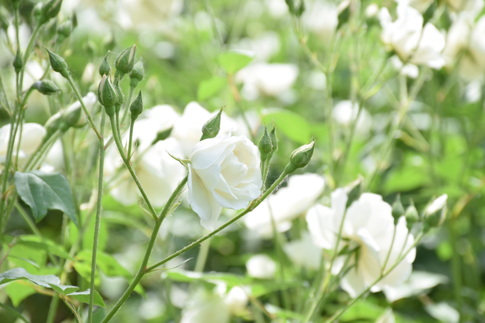 为什么你来北京我绝不建议你跟团