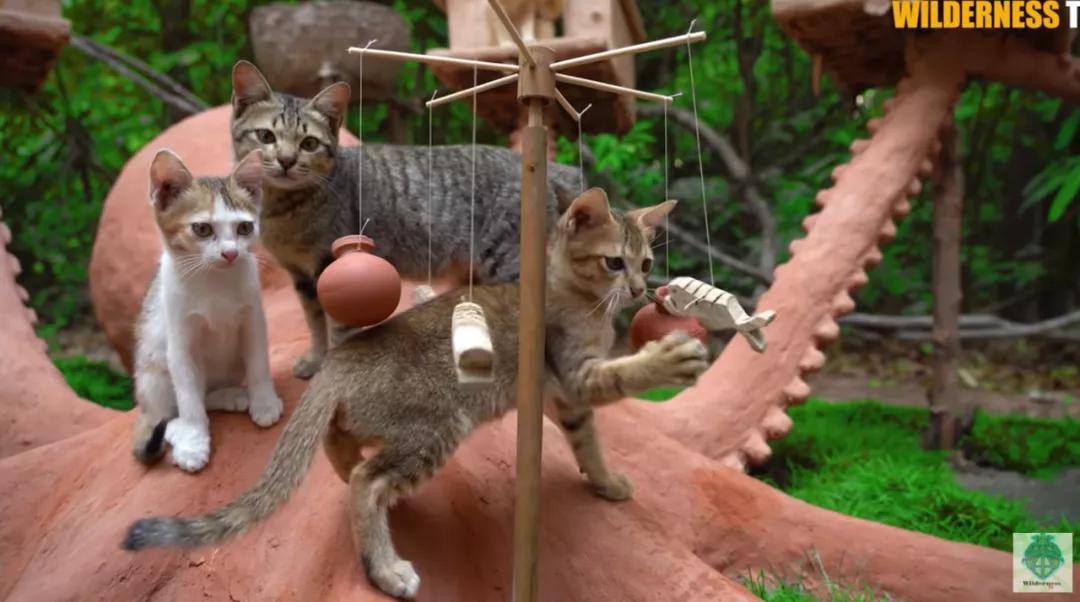 花三年建宠物乐园,花20万给狗打造乐园