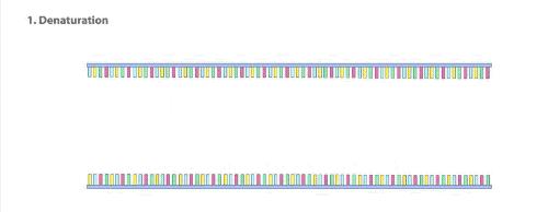 美国新冠自测官方承认吗,检验新冠核酸的试剂有哪些