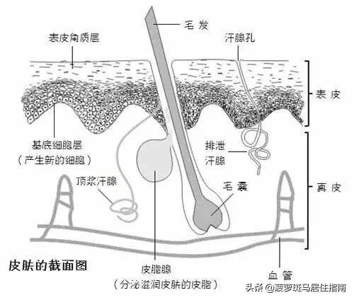 又实用又简单的脱毛办法,脱毛干货