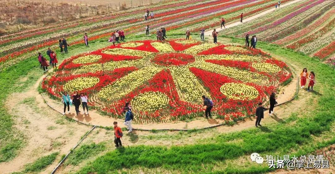 狼牙山下花如海李白诗赞郁金香