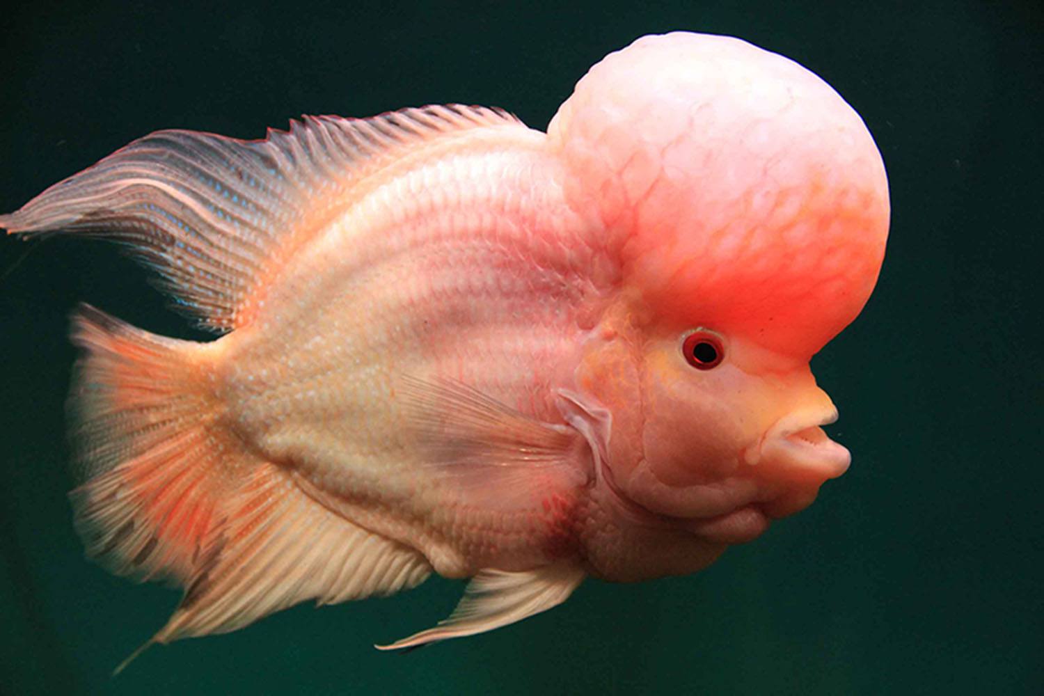 自来水没氯气还要困水吗,自来水养鱼一定要困水吗