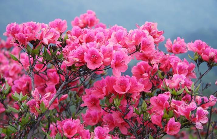 杜鹃花太干了,杜鹃花有点蔫