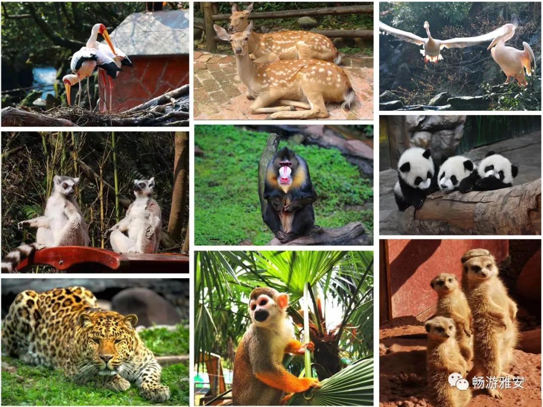 雅安4天旅游攻略最新版,五一去雅安的攻略