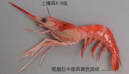 罗氏虾怎么辨别有没有膏,罗氏虾虾苗怎么分辨真假