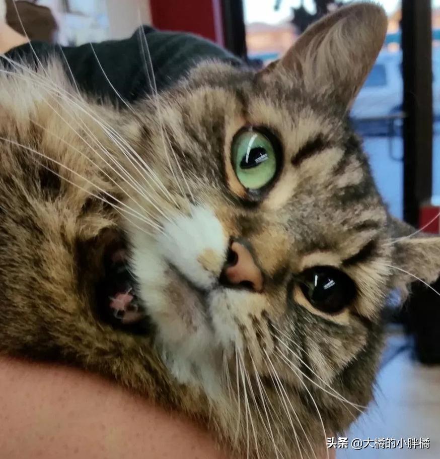 流浪猫站在宠物店门口不肯离去,流浪猫站在宠物店门口