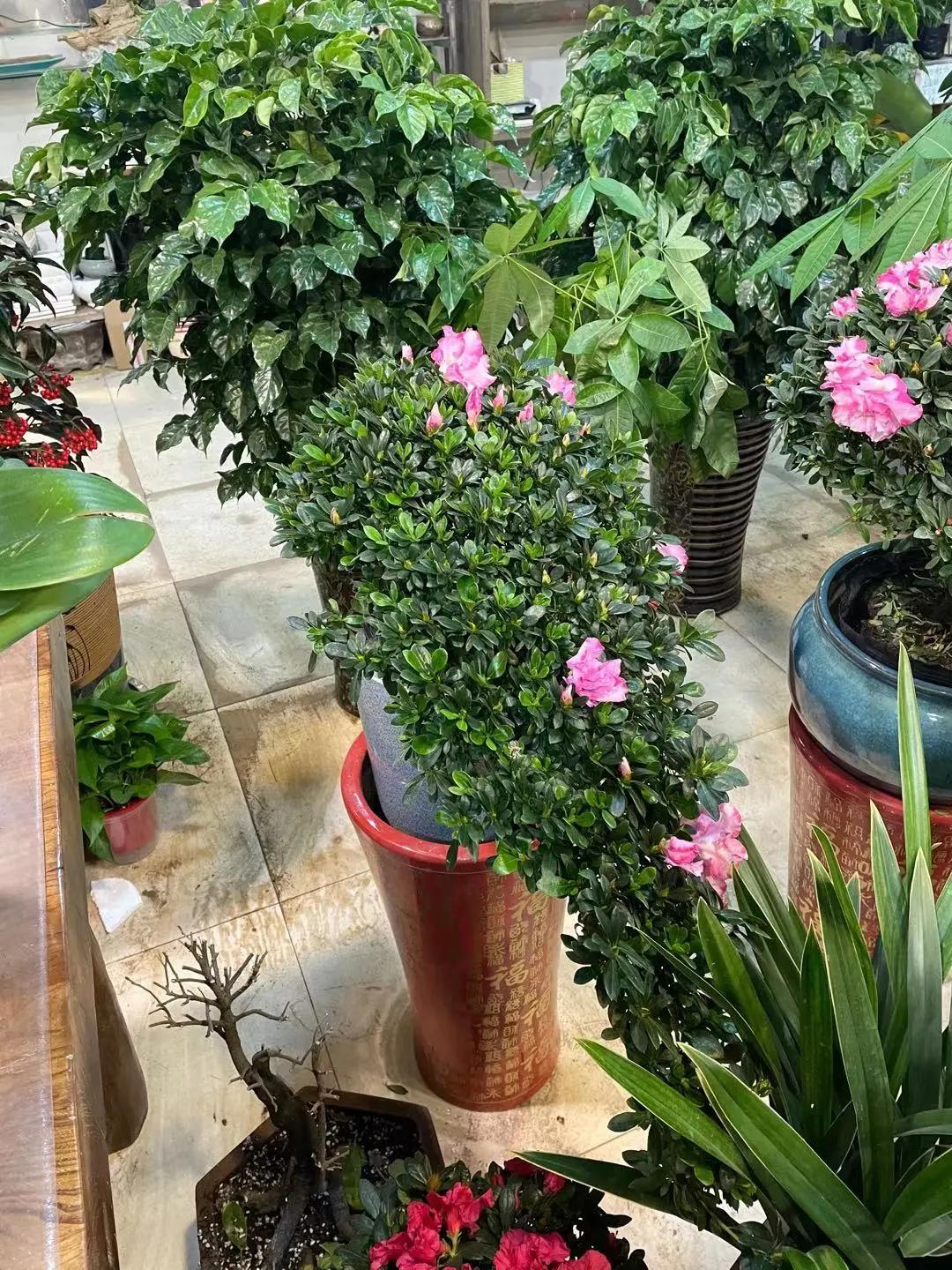 实拍青岛花卉市场！你每年都会选购哪些品种的年宵花呢？