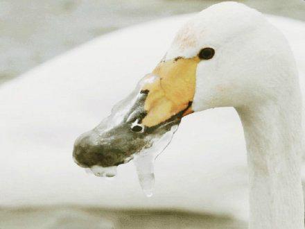 陈慧琳穿羽绒服演唱还被冻成表情包,一看演出地点,网友都笑了