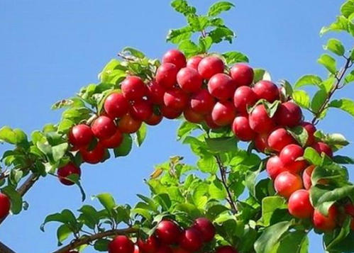 66元一斤钙果种植前景,浙江种植钙果哪里最好