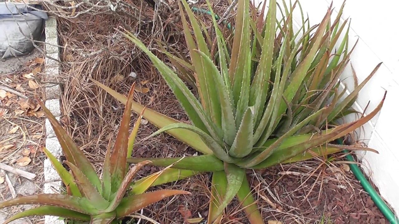 芦荟叶子变红变软可以剪掉吗,种植的芦荟为什么会发黄