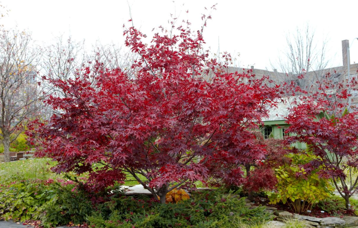 适合花园的小型树木,适合自家花园种植的树木花卉