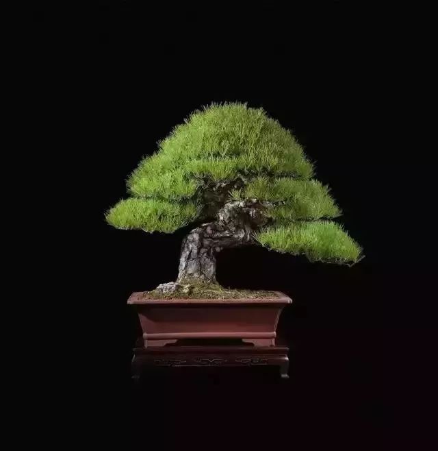 世界上最稀有最名贵的花,世界上最漂亮名贵的花