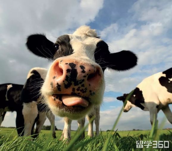 知否知否？高颜值的新西兰还是黑科技好手！