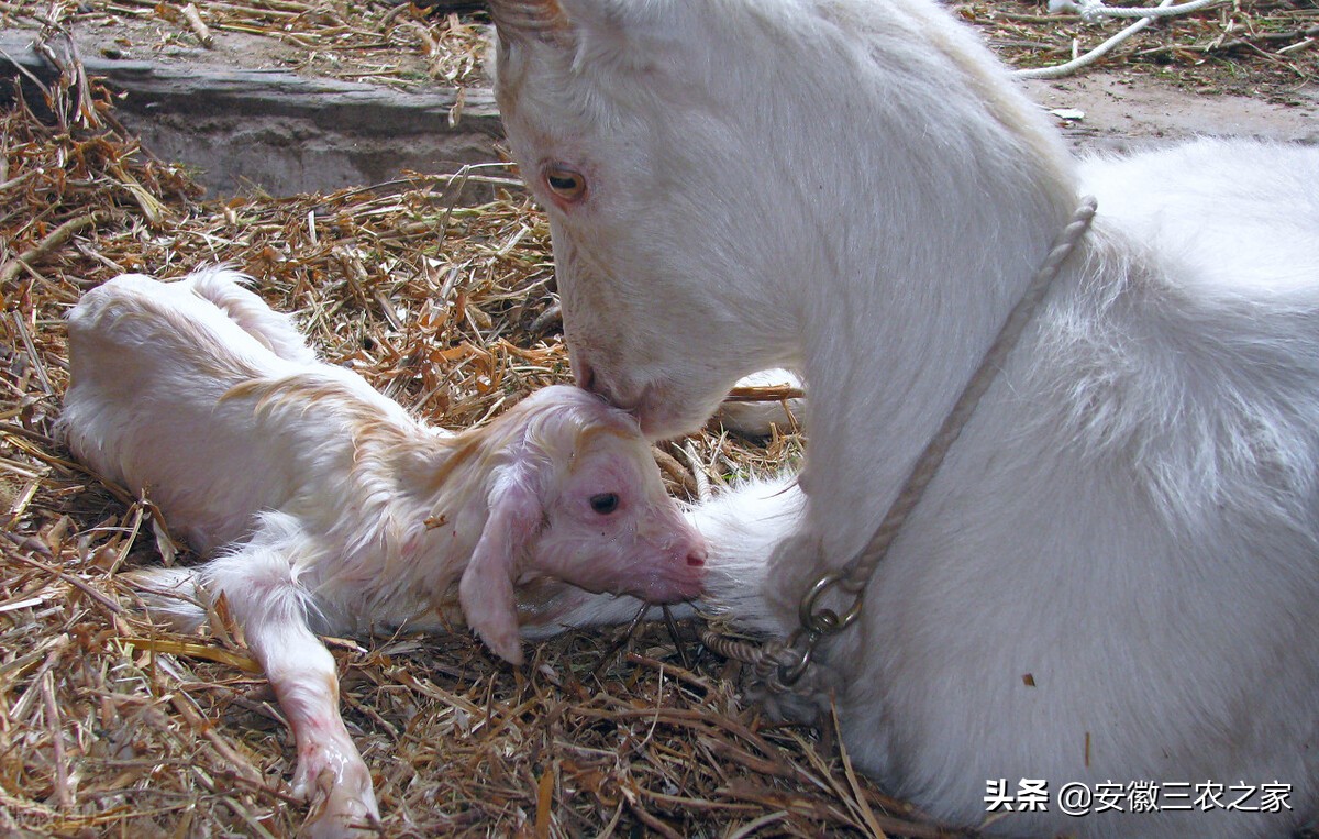 他用三年时间，克服了羔羊“瘫软病”，这个贡献只有养殖人知道