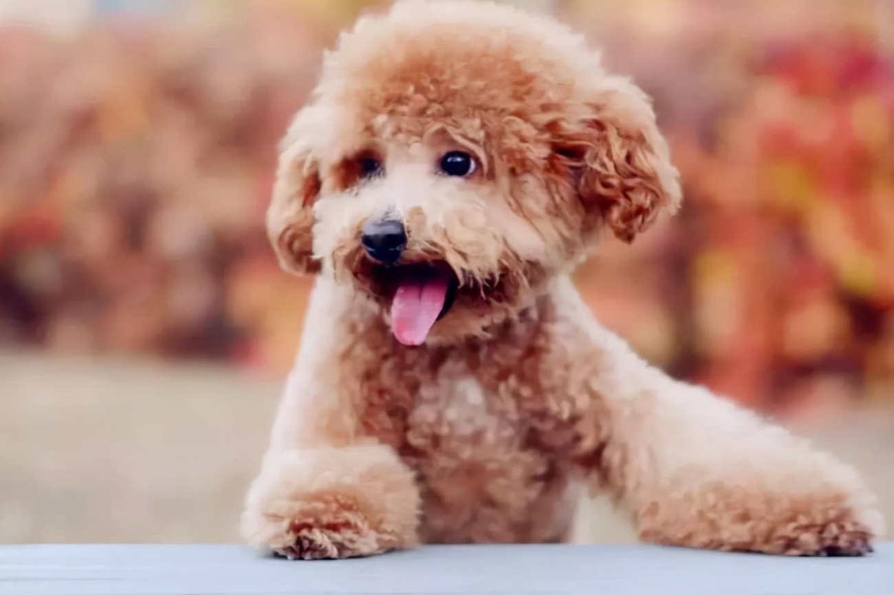 贵宾犬红色泪痕什么原因,贵宾犬为什么会软便带血