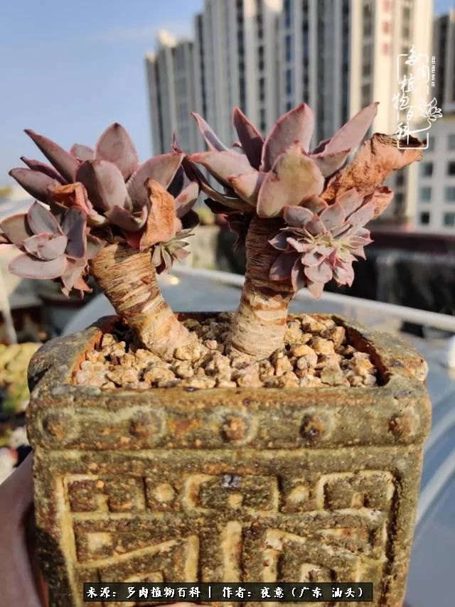 广东春天多肉图片大全,这个季节的多肉状态是最美的