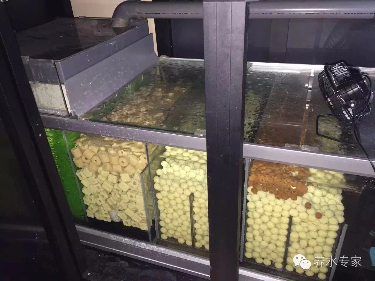 鱼缸养锦鲤鱼技术大全,缸养小锦鲤鱼的基本方法