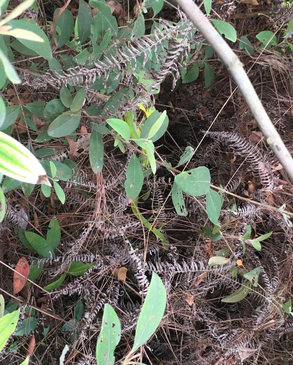 中国剧毒蛇都有哪些 (中国剧毒蛇有几种)