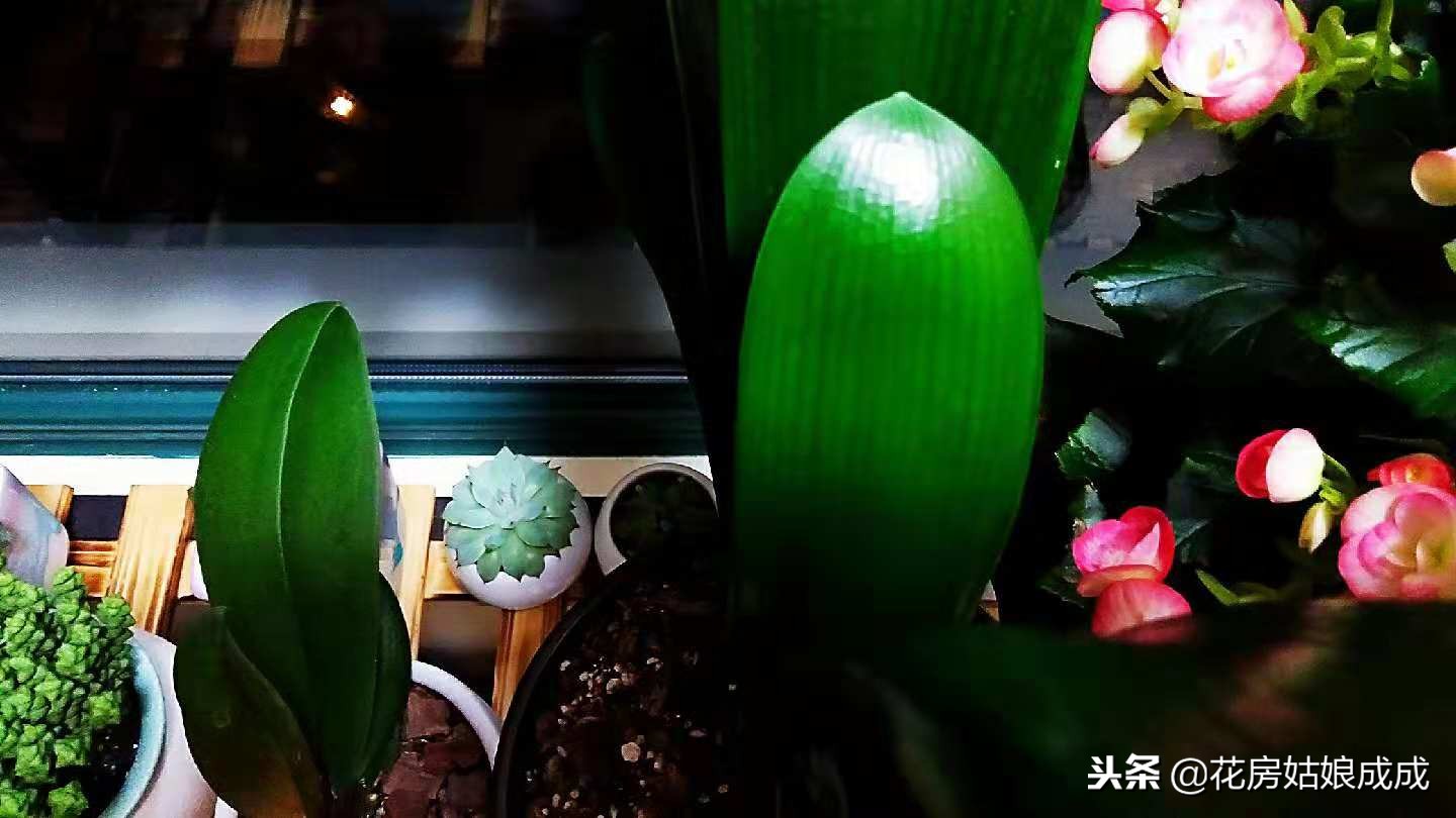 君子兰要怎么养才养得好,养君子兰掌握浇水小技巧