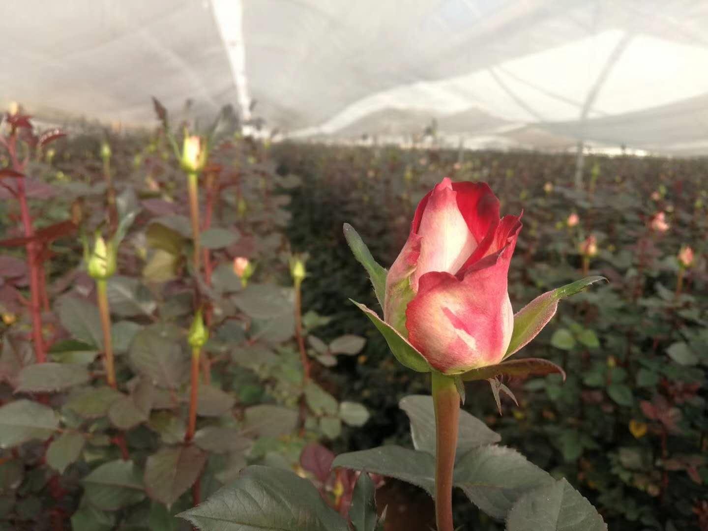 云南省通海县骄阳花卉种苗专业合作社风采(组图)