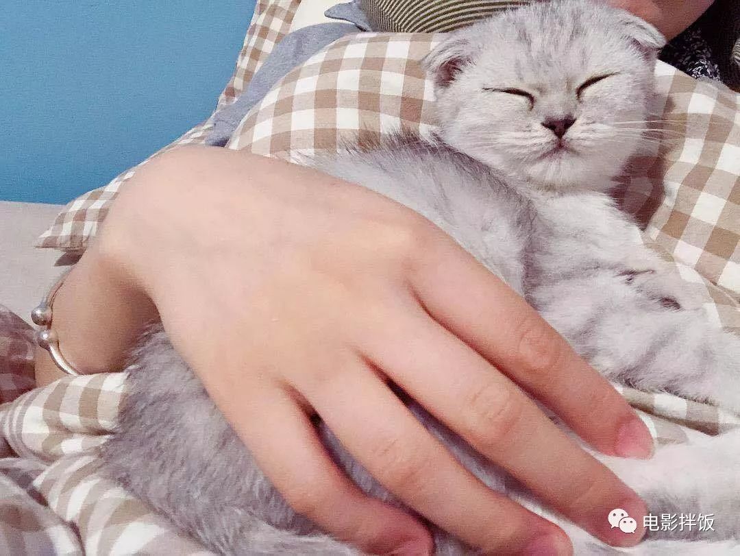 新手养猫注意事项以及幼猫到新家,新手养猫养什么猫又便宜又好养