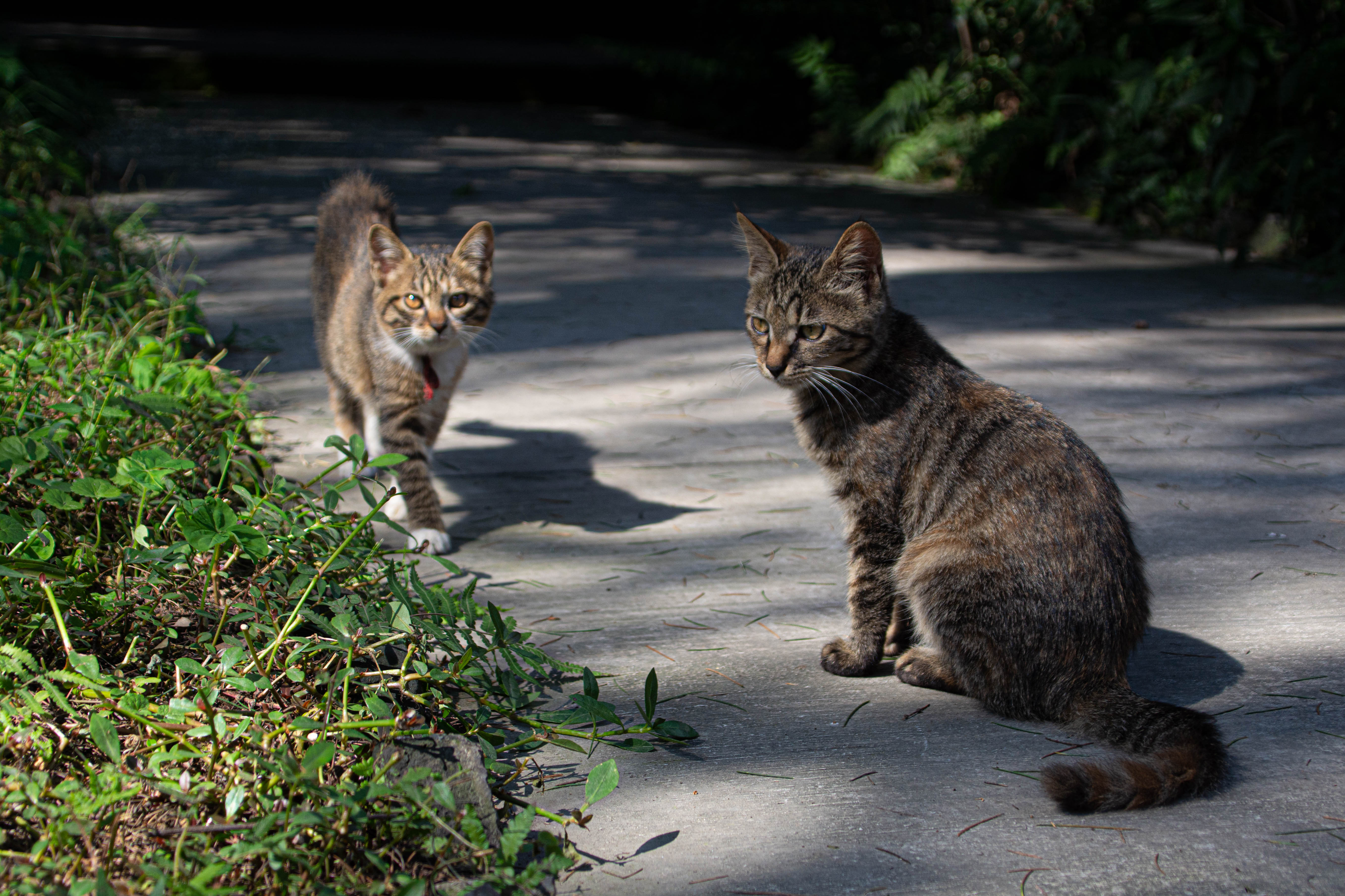 成都十三座清真寺,成都土桥上寺清真寺
