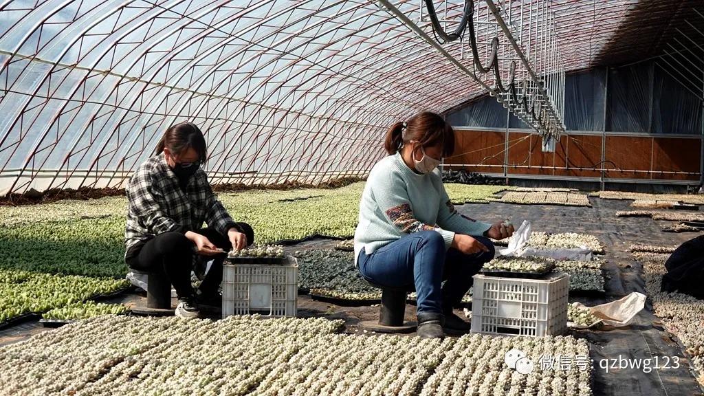 河北曲周多肉植物批发,曲周县西木多肉科技