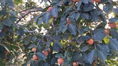 正宗的富平柿饼知识普及，记得收藏