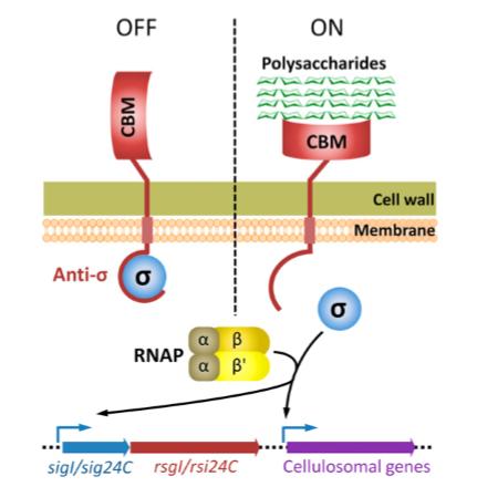 秸秆如何制成生物质燃料,玉米秸秆制作生物燃料