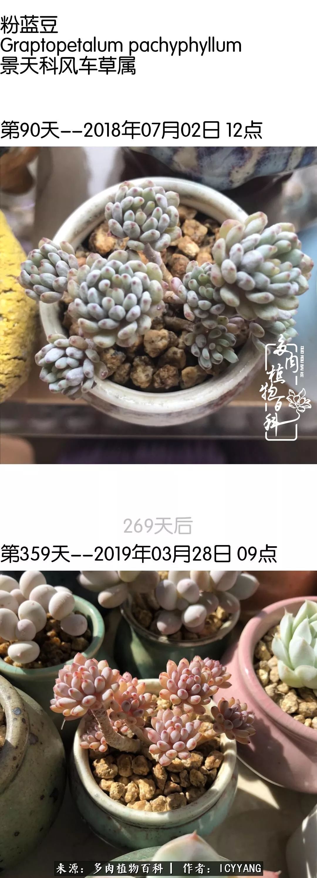 室内阳台多肉的养护方法,景天多肉养护