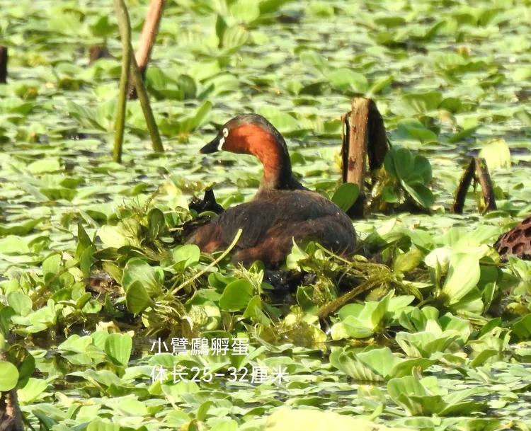洪湖荷花仙子,洪湖公园蜻蜓
