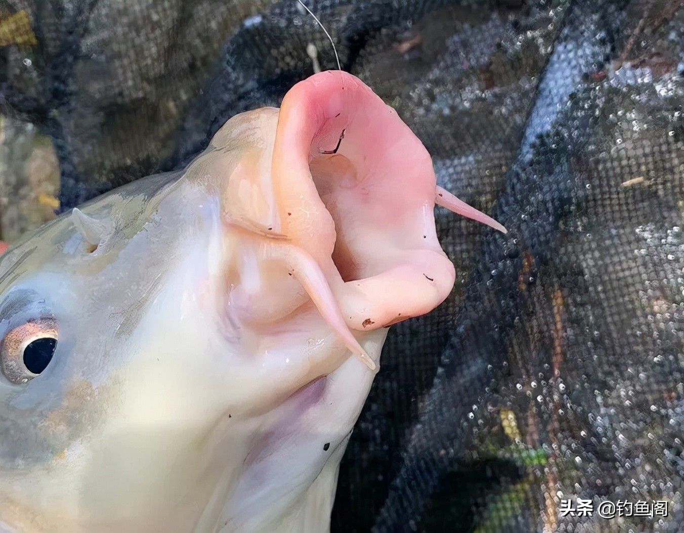 鱼线和鱼钩的最佳搭配,鱼钩搭配什么线好钓鱼