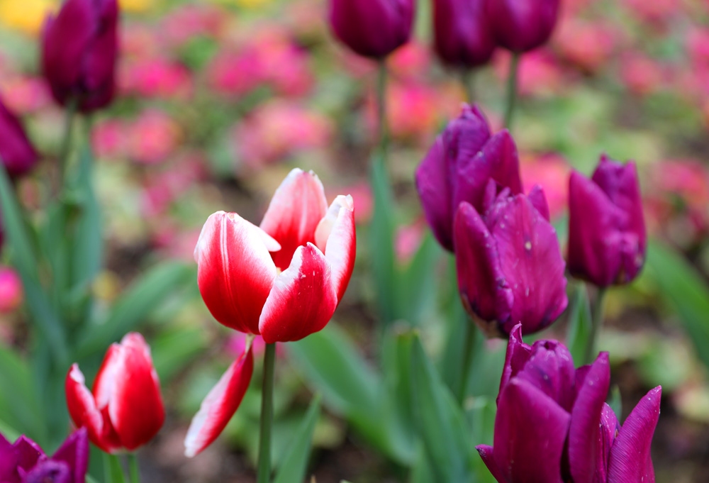 宁波现在哪里可以看郁金香,宁波郁金香在什么地方