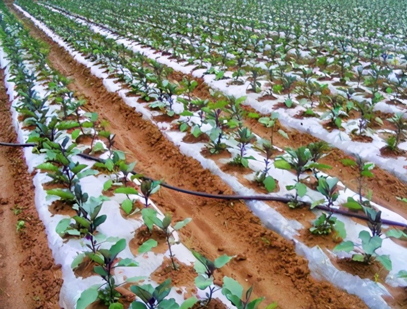 茄子出现褐色腐烂是什么病,茄子幼苗蔫了怎么办