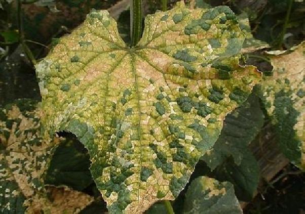 黄瓜怎样施肥才能丰产,最丰产的黄瓜品种