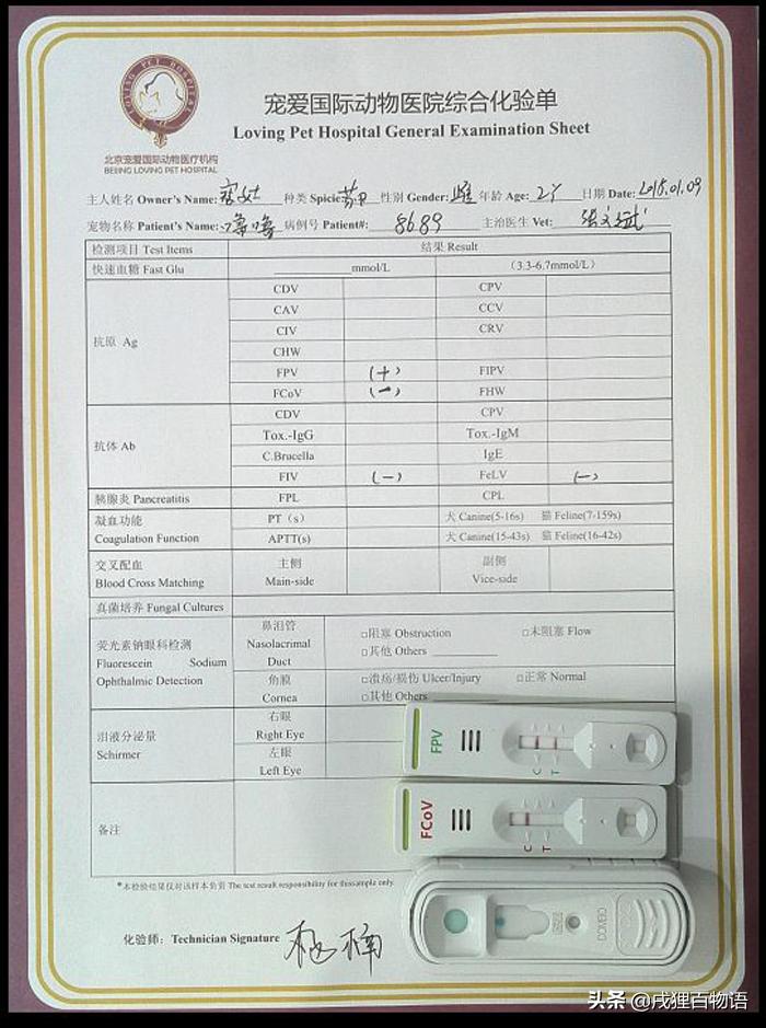 猫咪得了猫瘟治疗得多少钱,猫咪做完绝育得了猫瘟