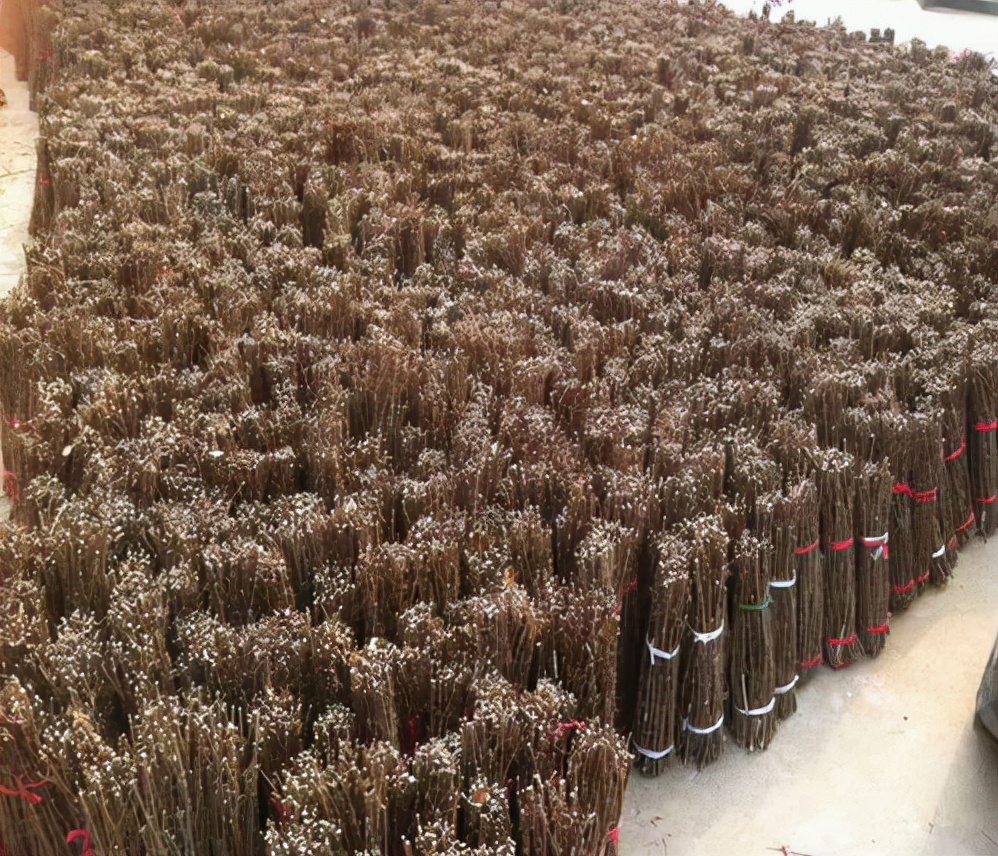 金蝉里的金豆能卖多少钱,农村小伙果园养金蝉一年卖6000万