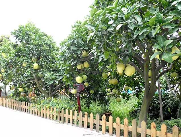 张杰老家在成都新都区新繁镇哪里,新都离新繁多少公里