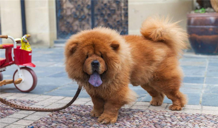 狗狗长小疙瘩,狗狗长皮肤病还会长出新毛吗