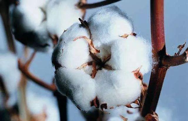 李维斯联名卫衣,李维斯联名小熊卫衣