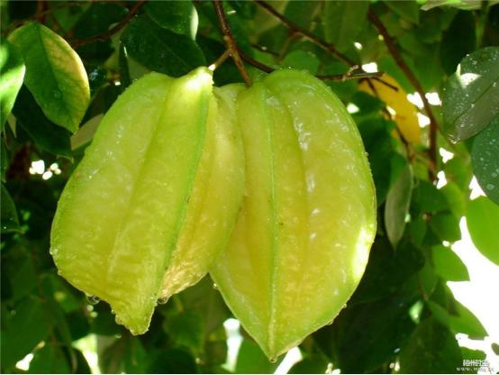 三年树的杨桃怎么样管理,杨桃管理技巧视频