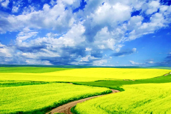 10月10日2020年*疆新**伊犁天马国际旅游节网络节庆重磅上线