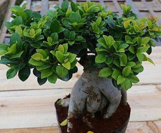 榕树盆景的养殖方法和技巧,小榕树盆景的养殖方法