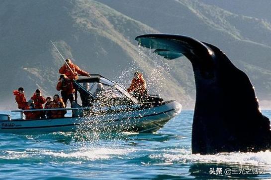 新西兰那么闲为什么是发达国家,新西兰这个国家靠什么发展的经济