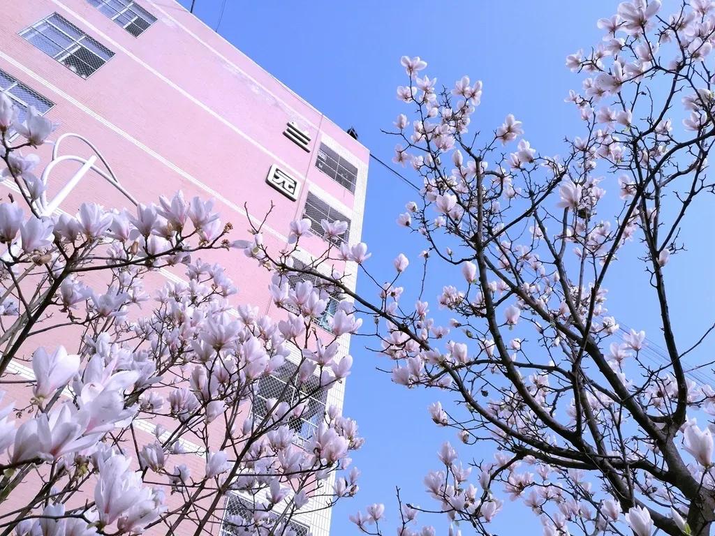 绵阳南山实验学校学生文科上线率,绵阳南山中学和绵阳南山实验学校