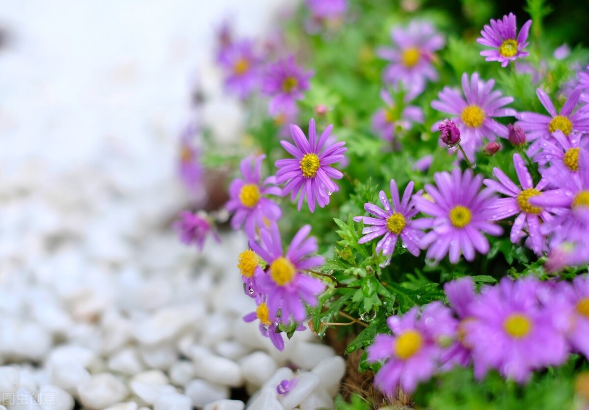 平价的“爆花小能手”：第一性价比高，第六是调色担当