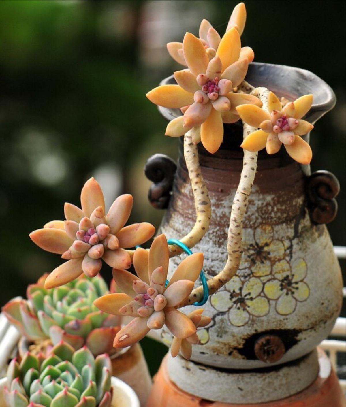 多肉长太高杆上不长叶子怎么办,多肉长得太高可以剪掉再种吗